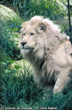 Un lion blanc du ZooParc de Beauval